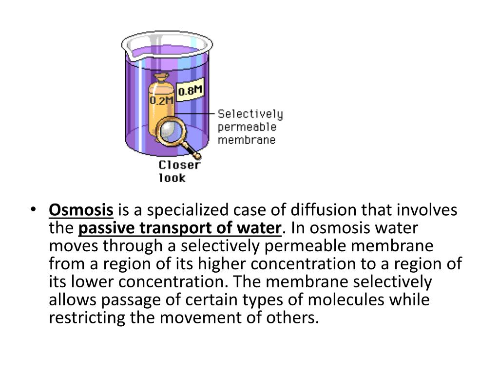 PPT Diffusion/Osmosis/Water Potential PowerPoint Presentation, free