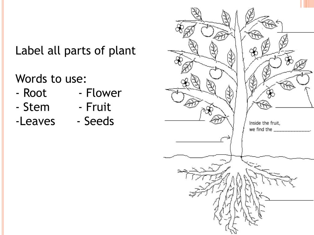 PPT Plants Roots, Stems, Leaves, seeds and Flowers PowerPoint