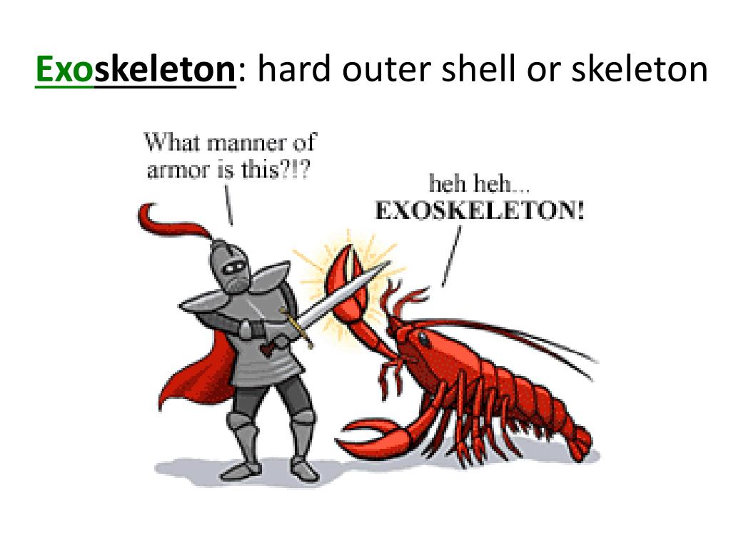 PPT Arthropods PowerPoint Presentation, free download ID1969350