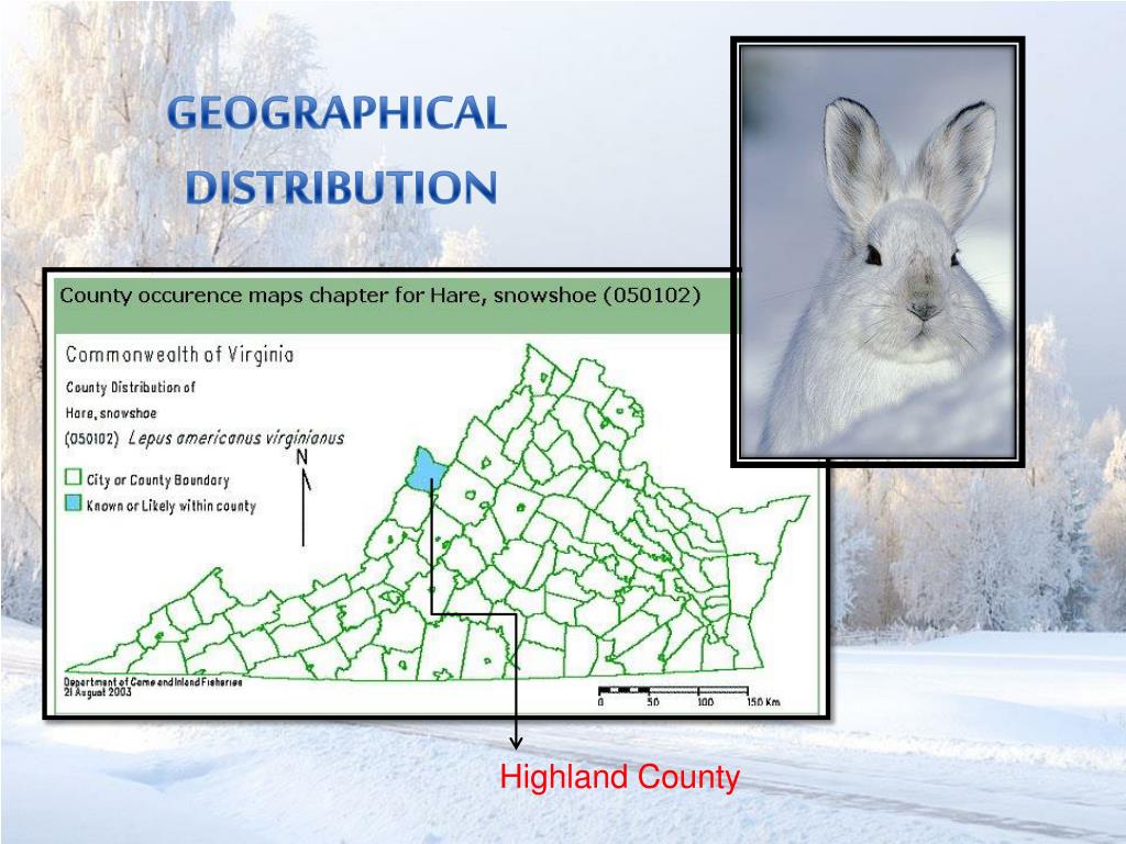 PPT SNOWSHOE HARE (LEPUS AMERICANUS VIRGINIANUS) PowerPoint