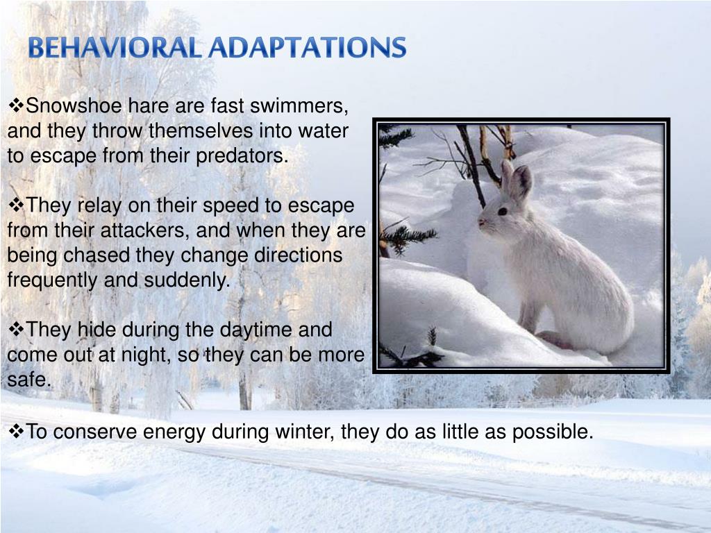 PPT SNOWSHOE HARE (LEPUS AMERICANUS VIRGINIANUS) PowerPoint