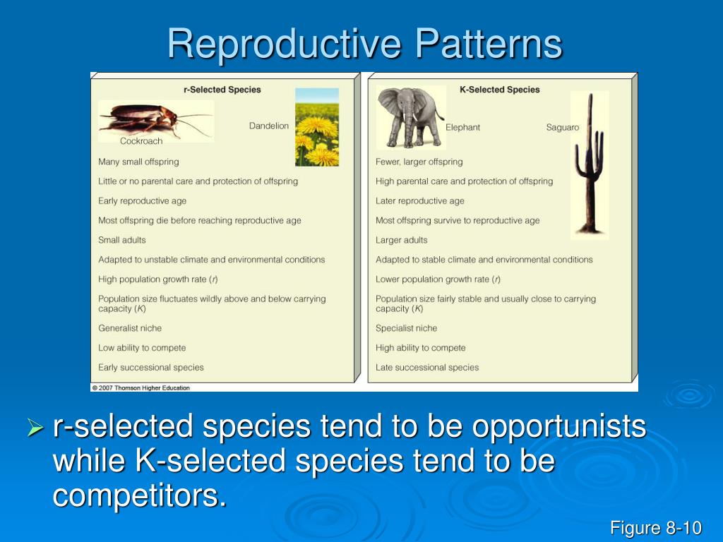 PPT Chapter 8 PowerPoint Presentation, free download ID1972615
