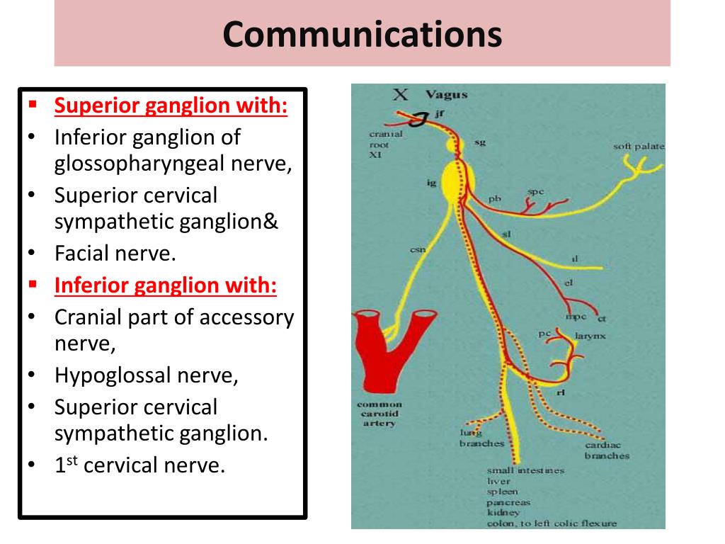 PPT Cranial Nerves XIX ( Glossopharyngeal & Vagus