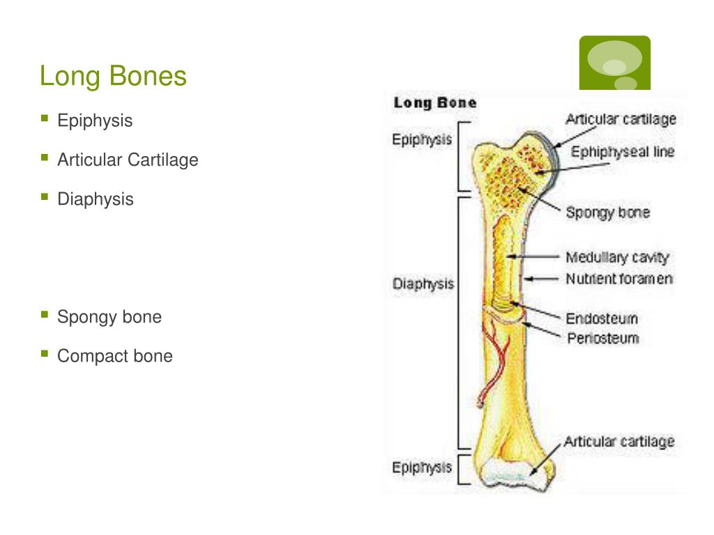 PPT Skeletal System Overview PowerPoint Presentation, free download