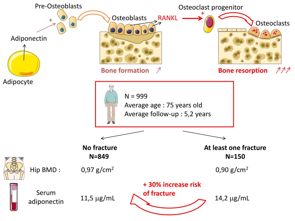 PPT WEBINAR Nutrition, metabolism , and bone remodeling