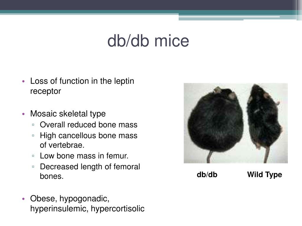 PPT Characterizing the Skeletal Phenotype of db/db Mice PowerPoint