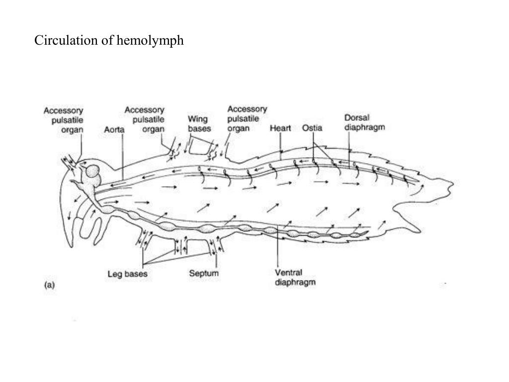 PPT INSECT CIRCULATORY SYSTEM PowerPoint Presentation, free download ID1973575