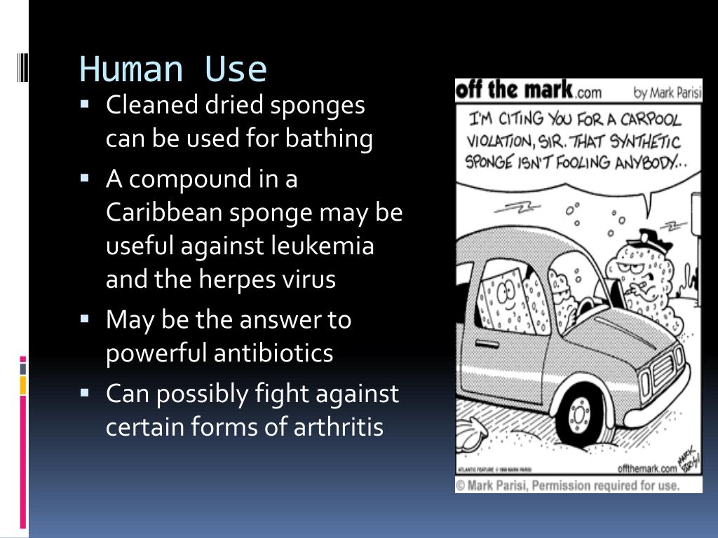 PPT Phylum Porifera Sponges PowerPoint Presentation, free download