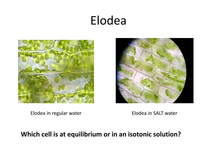 PPT Hypertonic vs. Hypotonic PowerPoint Presentation ID1974033