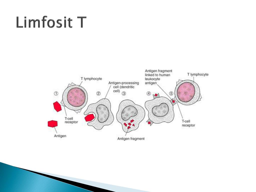 PPT Materi Ajar Sistem Kekebalan PowerPoint Presentation, free