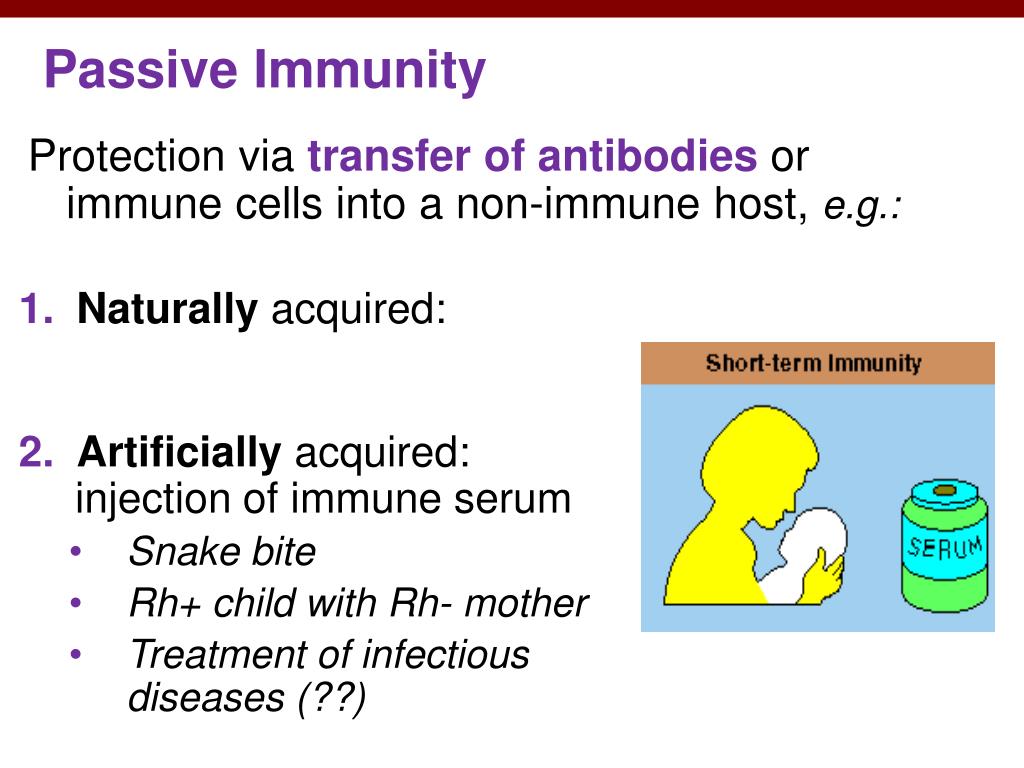 PPT Adaptive Immunity Specific Defenses of the Host PowerPoint Presentation ID1976821