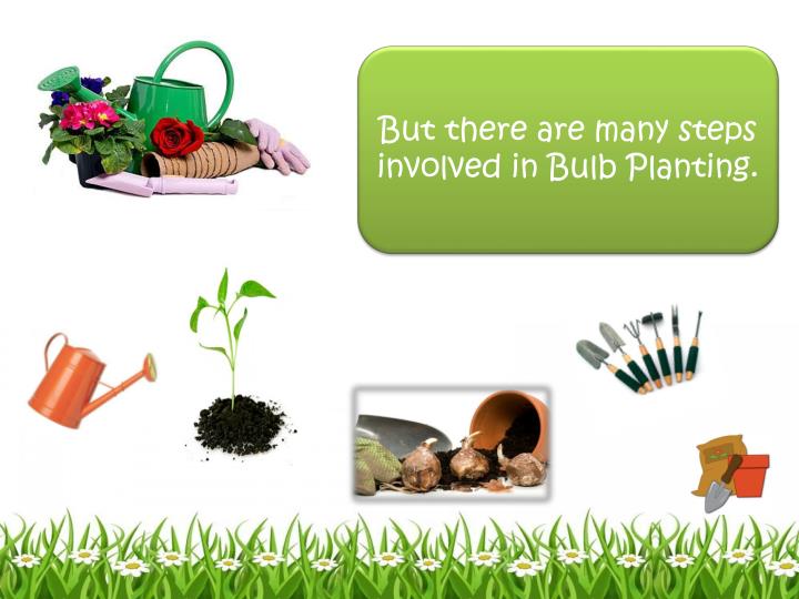 PPT How To Grow Bulb In Your Garden? PowerPoint Presentation ID1977028