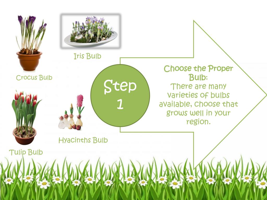 PPT How To Grow Bulb In Your Garden? PowerPoint Presentation, free download ID1977028