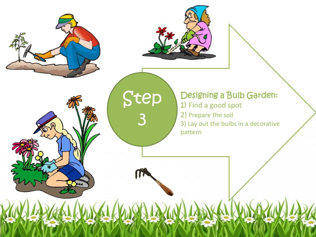PPT How To Grow Bulb In Your Garden? PowerPoint Presentation, free download ID1977028