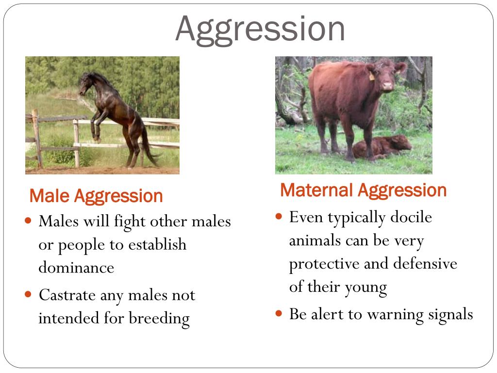 PPT Safety with Animals PowerPoint Presentation, free download ID