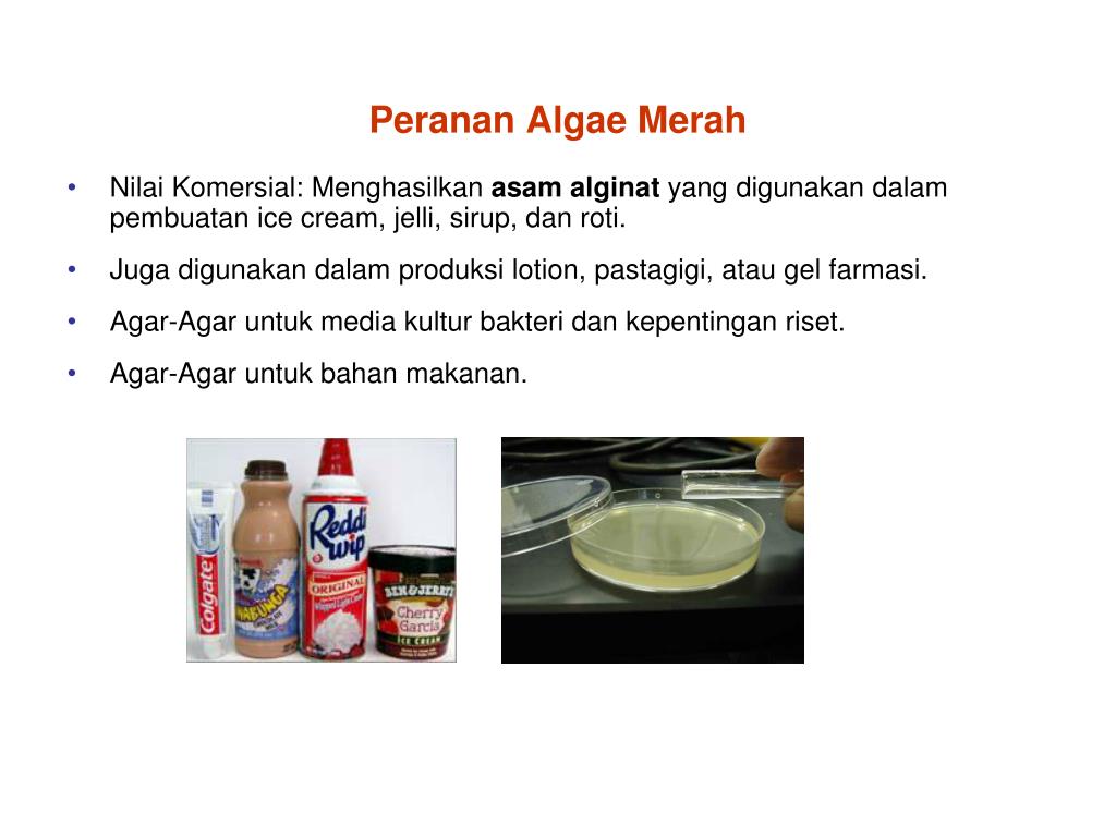 PPT KINGDOM PROTISTA PowerPoint Presentation ID1977827