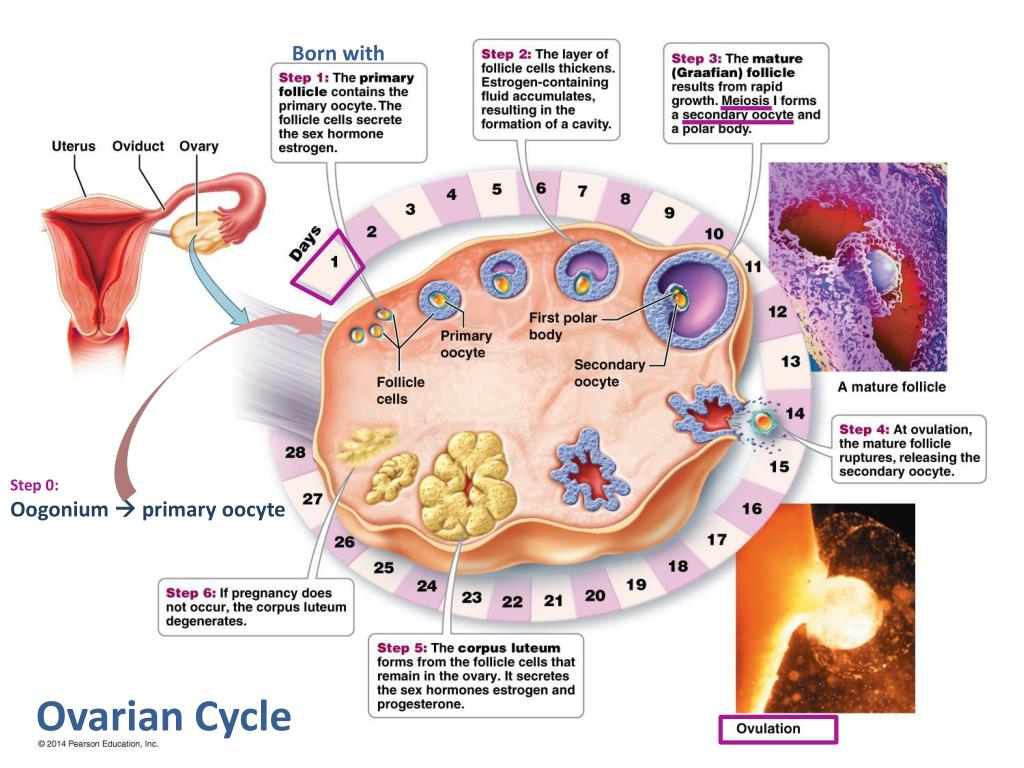 PPT The Reproductive System PowerPoint Presentation, free download