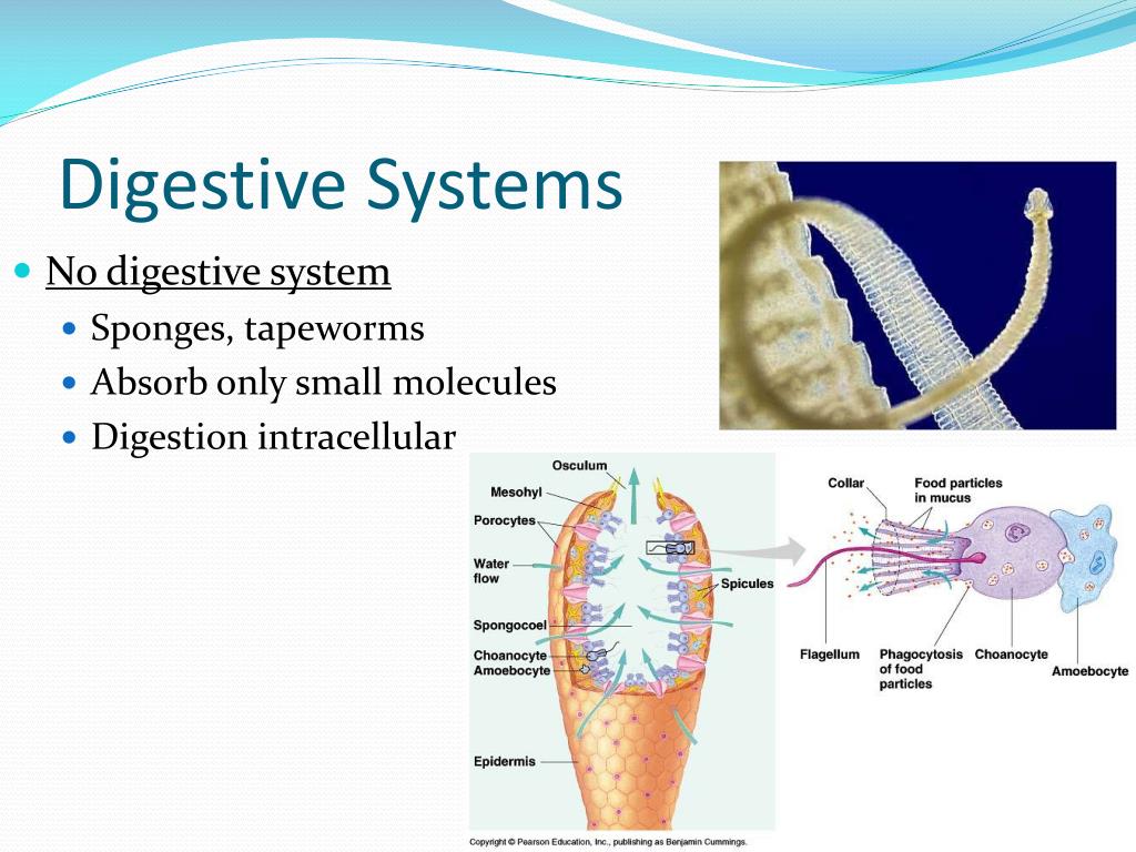 PPT Chapter 41 PowerPoint Presentation, free download ID1979913