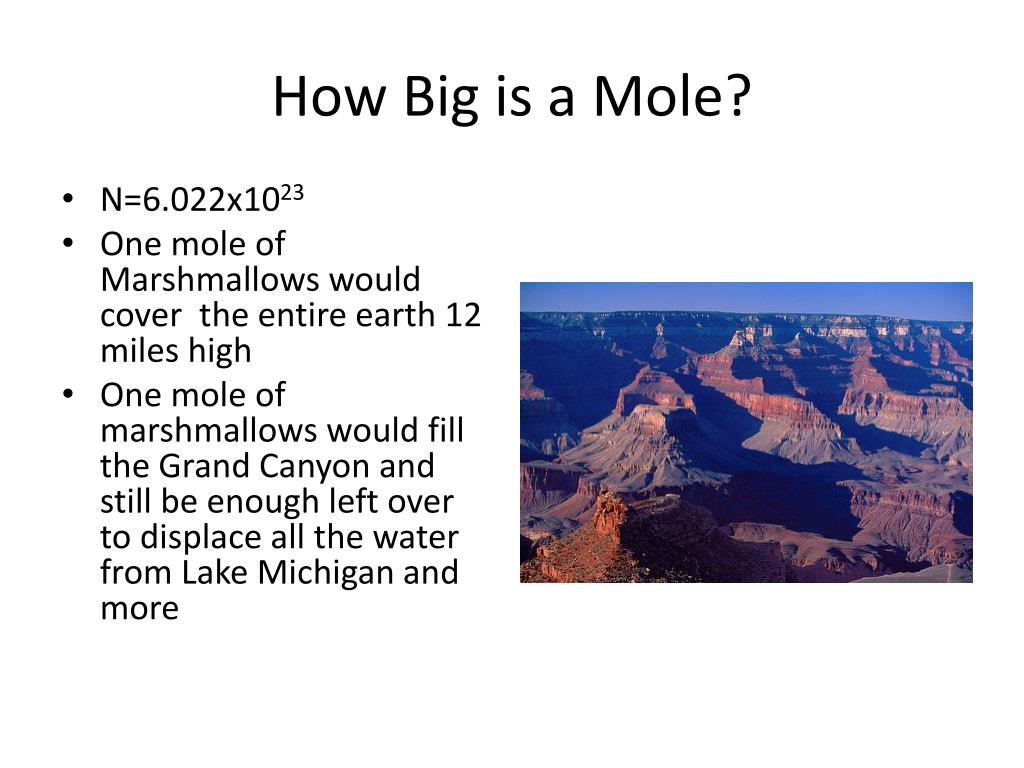 PPT What Is a Mole? PowerPoint Presentation, free download ID1979921