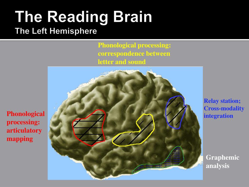 PPT Brain Research in Reading? PowerPoint Presentation, free download