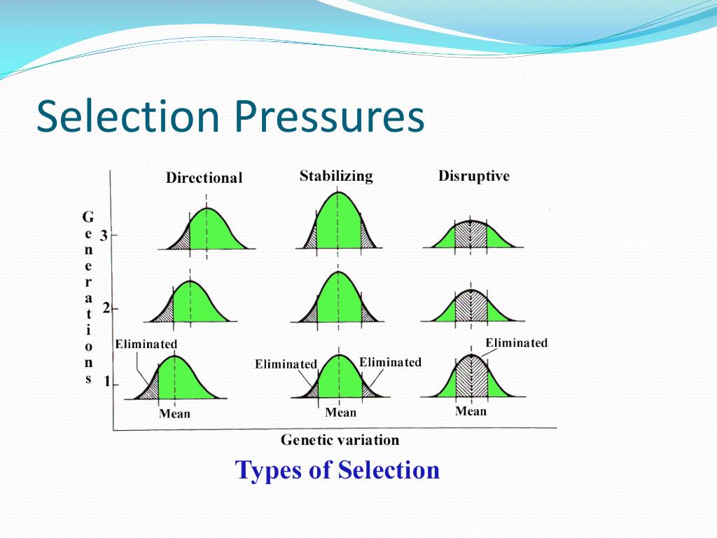 PPT Darwinian Evolution PowerPoint Presentation, free download ID