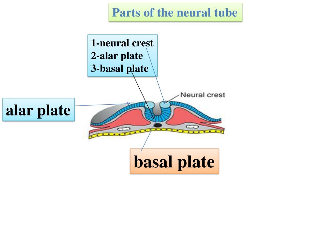 PPT Derivatives of the ectodermal germ layer PowerPoint Presentation