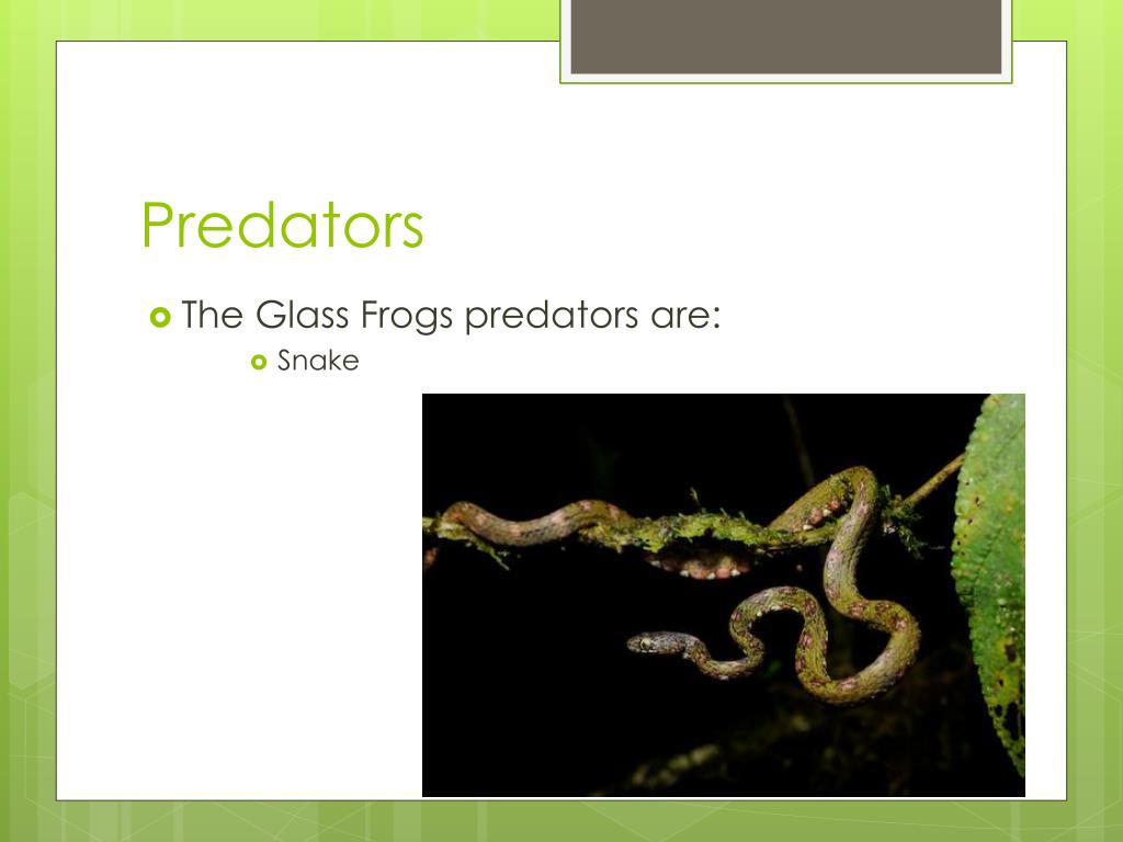 PPT Glass Frog PowerPoint Presentation, free download ID1982176