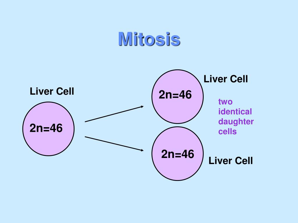 PPT MITOSIS PowerPoint Presentation, free download ID