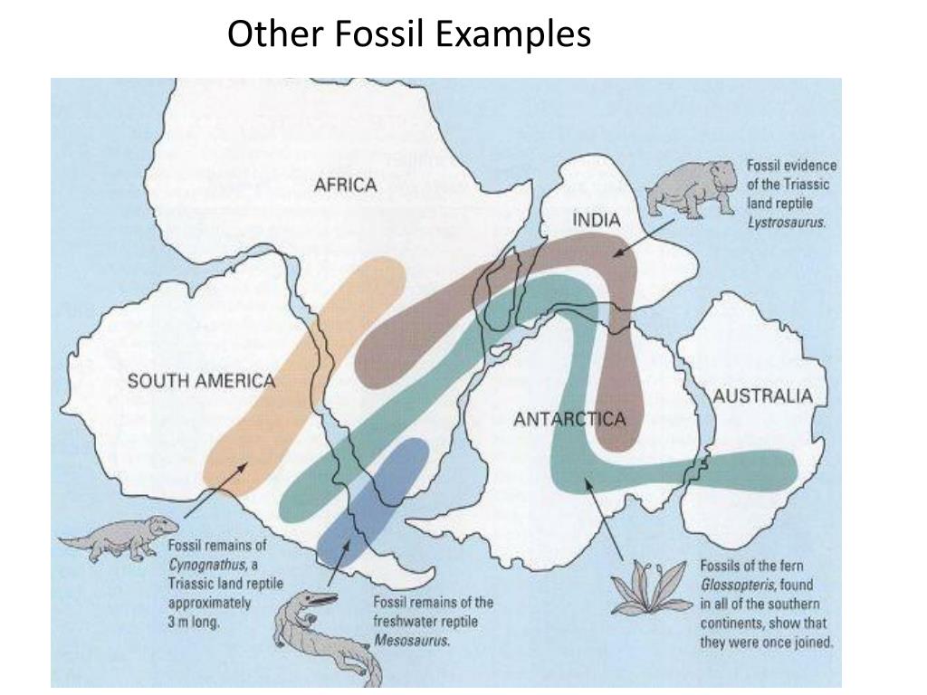 PPT 17.3 & 17.4 Notes Continental Drift PowerPoint Presentation, free