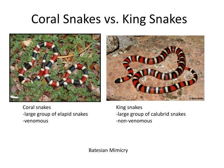 Do King Snakes Eat Coral Snakes at Mary Neal blog