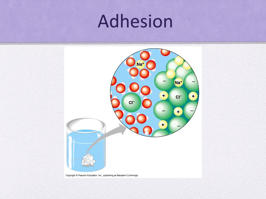 PPT Water and the Fitness of the Environment PowerPoint Presentation