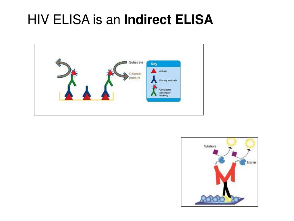 PPT Ex. 28 HIV ELISA, AIDS Diagnostic Tool PowerPoint Presentation