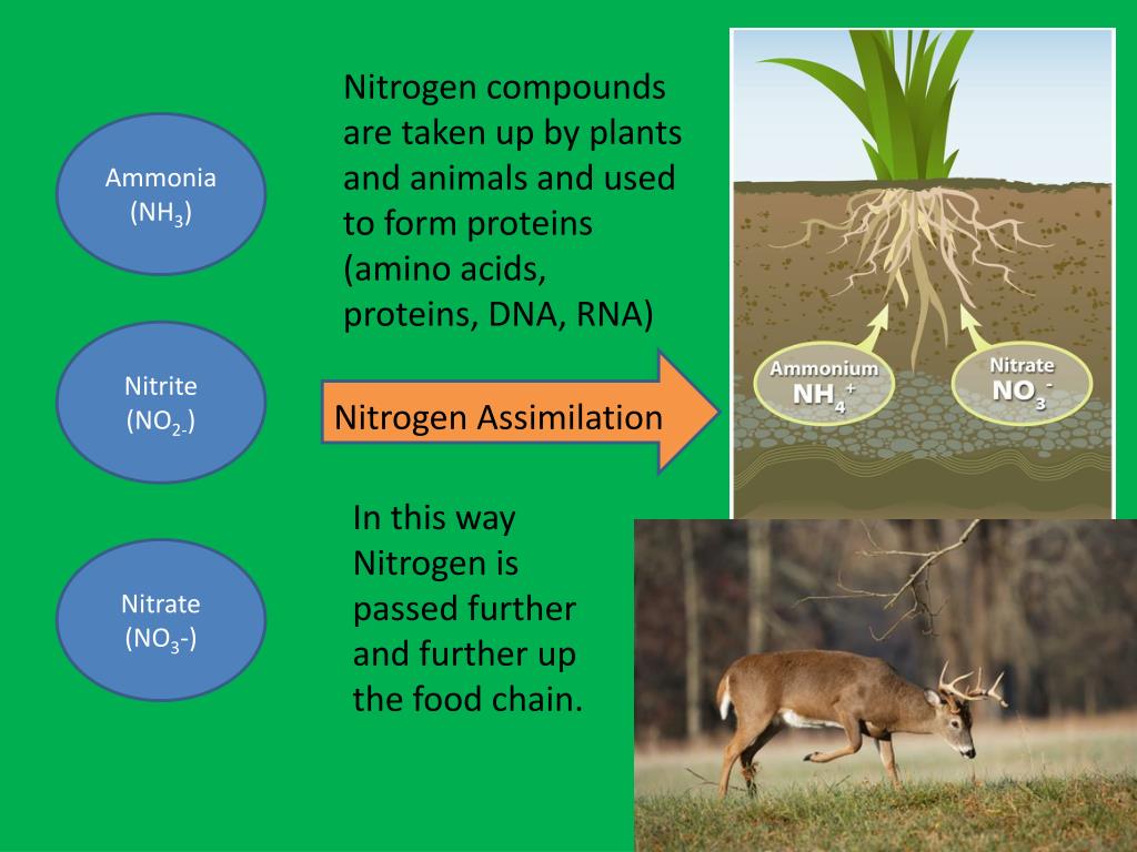 PPT The Nitrogen Cycle PowerPoint Presentation, free download ID