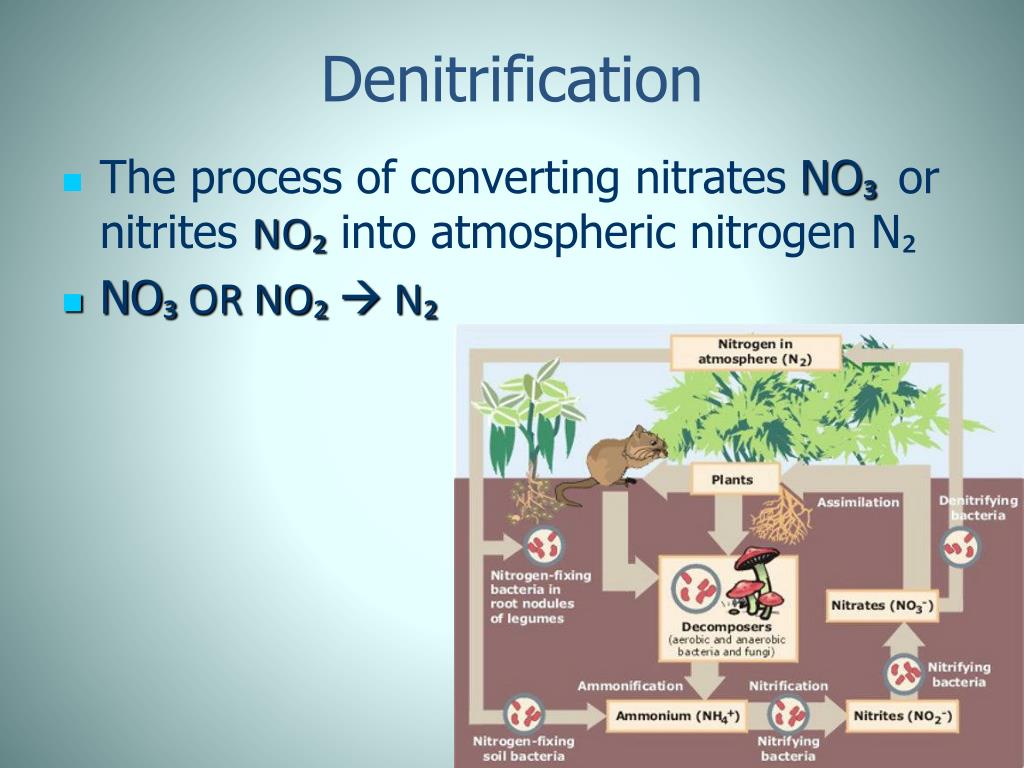 PPT Nitrogen Cycle PowerPoint Presentation, free download ID1992023