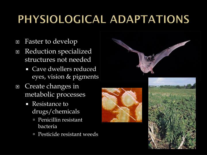 PPT EVOLUTION PowerPoint Presentation ID1993897