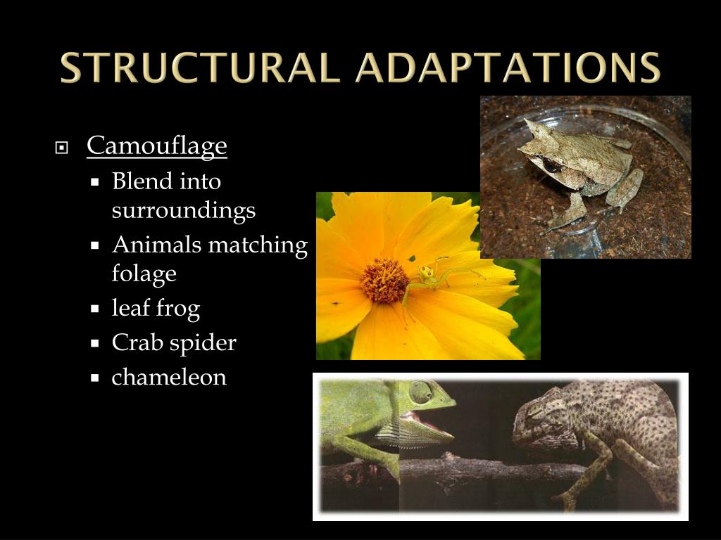 PPT - EVOLUTION PowerPoint Presentation, free download - ID:1993897