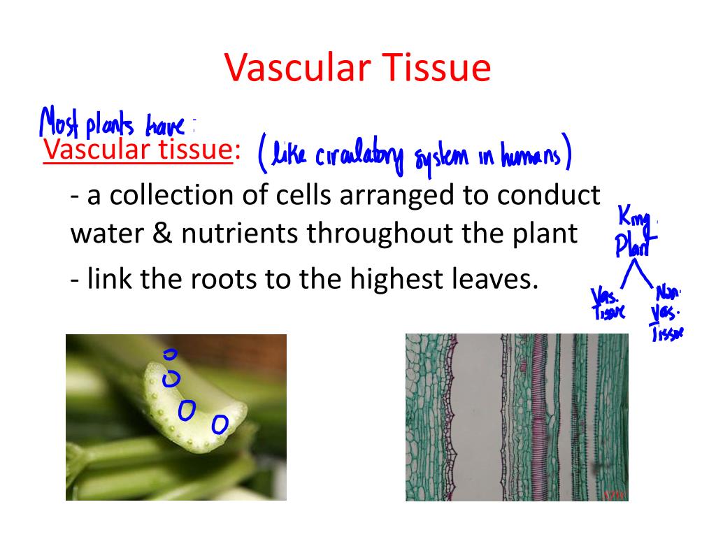 PPT Chapter 6 Plants & Animals PowerPoint Presentation, free download