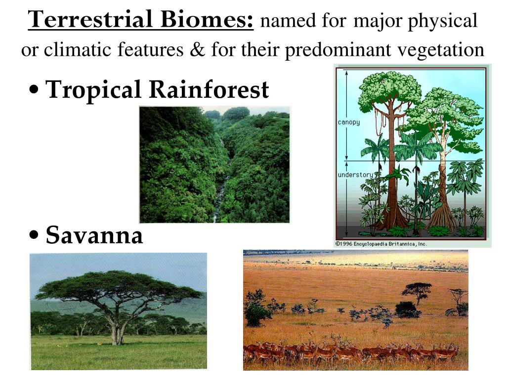 PPT Introduction to ECOLOGY (Chapter 50) PowerPoint Presentation