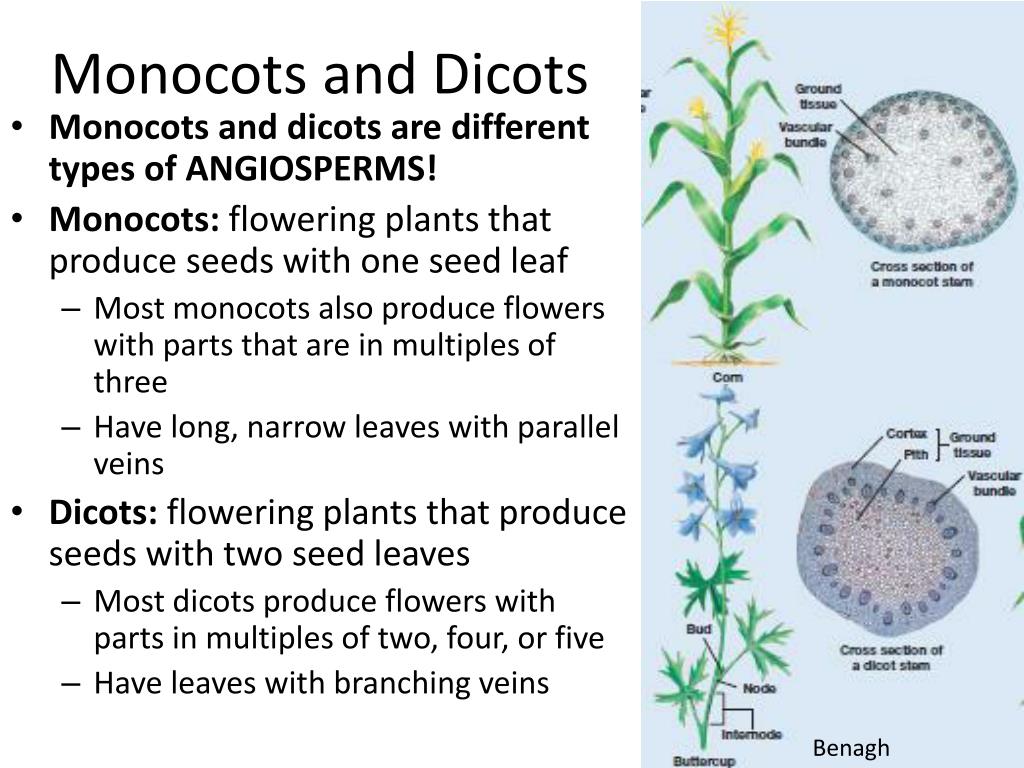 PPT Kingdoms, Classification, and Plants PowerPoint Presentation