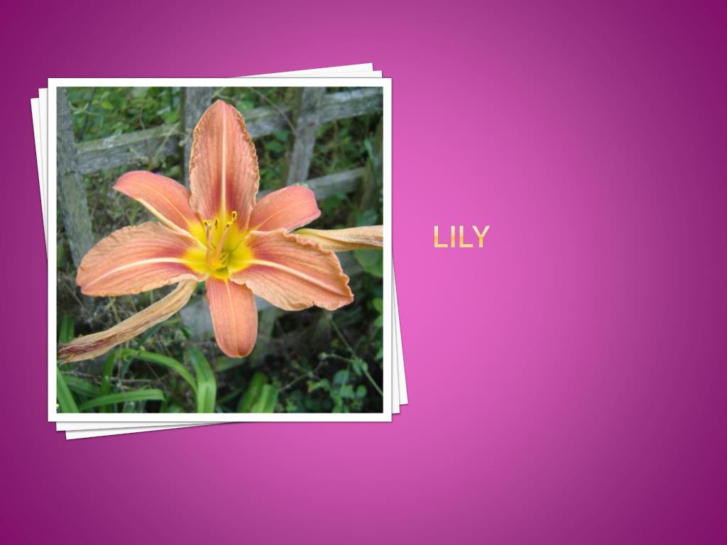 PPT Living and non living things PowerPoint Presentation, free