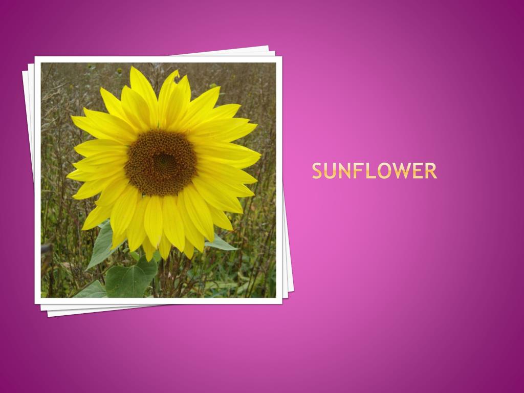 PPT Living and non living things PowerPoint Presentation, free
