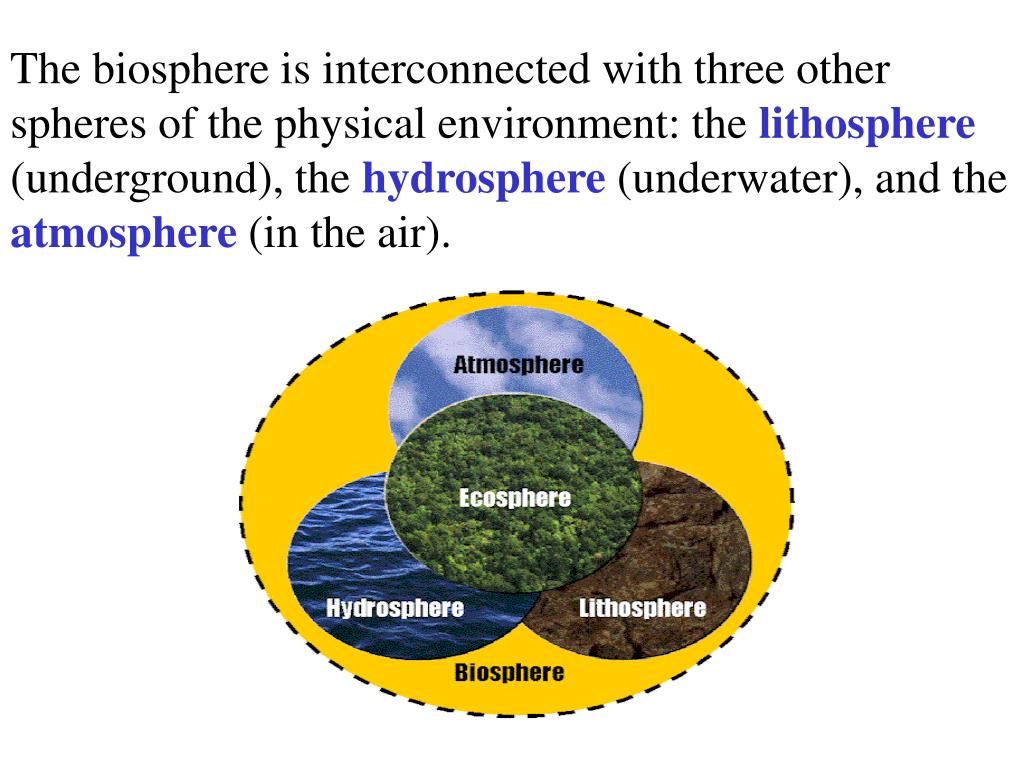PPT Chapter 15 The Biosphere PowerPoint Presentation ID1995863