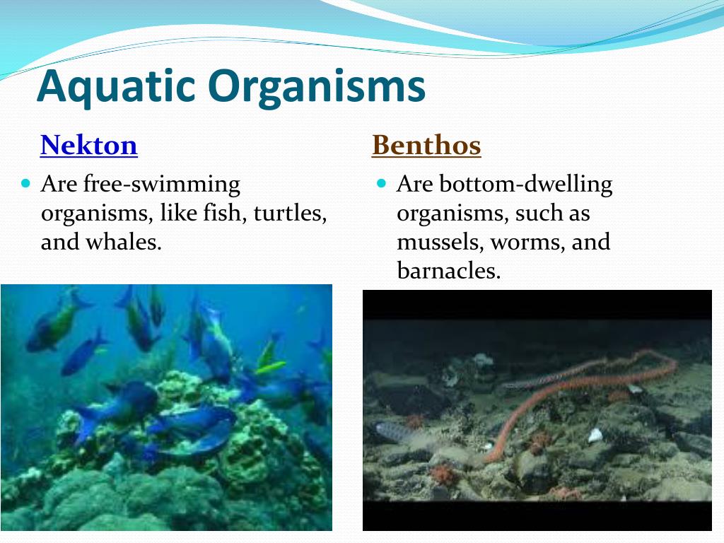 PPT Aquatic Ecosystems PowerPoint Presentation, free download ID