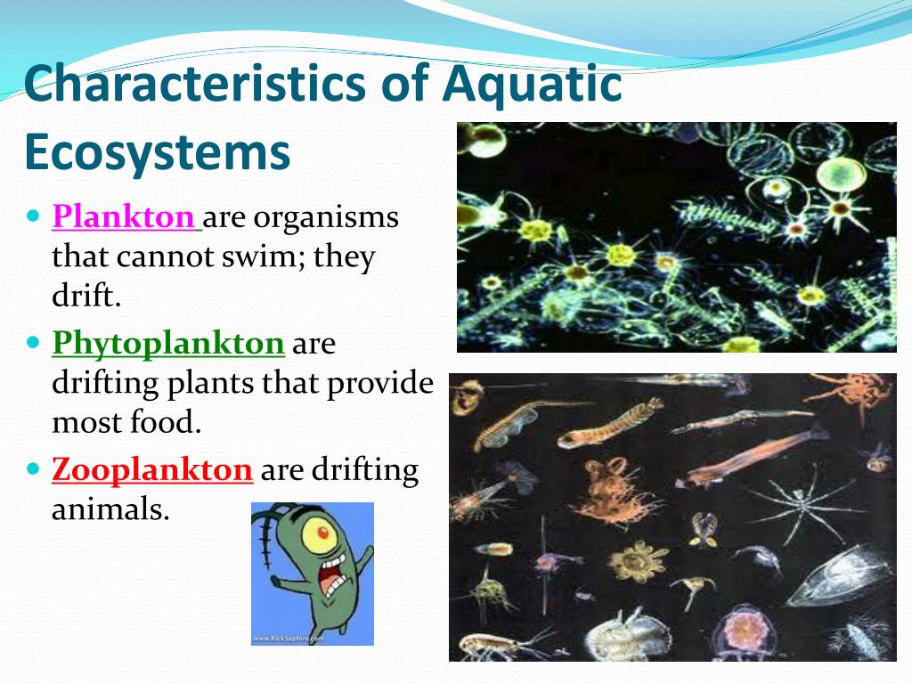 PPT Aquatic Ecosystems PowerPoint Presentation, free download ID