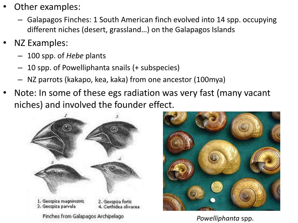 PPT Biology 3.5 PowerPoint Presentation, free download ID1996517