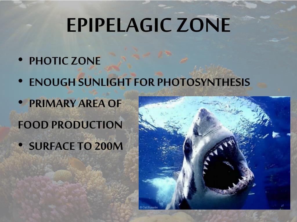 PPT BIOMES IN THE OCEAN PowerPoint Presentation, free download ID
