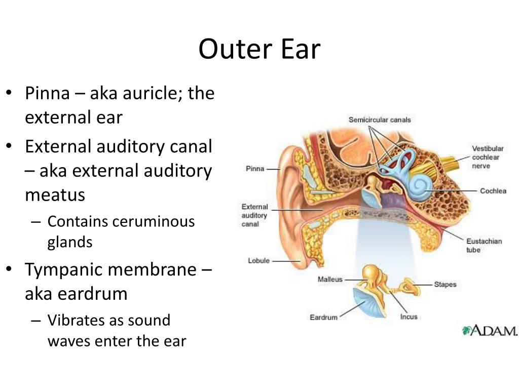 PPT The Senses PowerPoint Presentation ID1996883