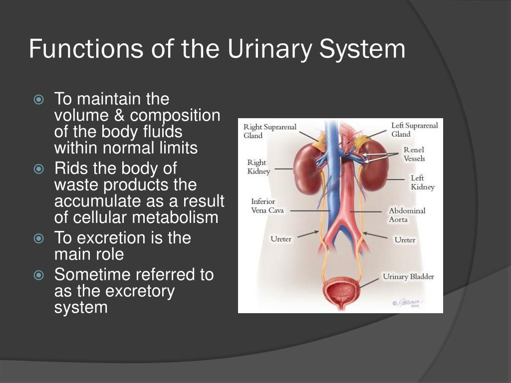 PPT The Urinary System PowerPoint Presentation, free download ID