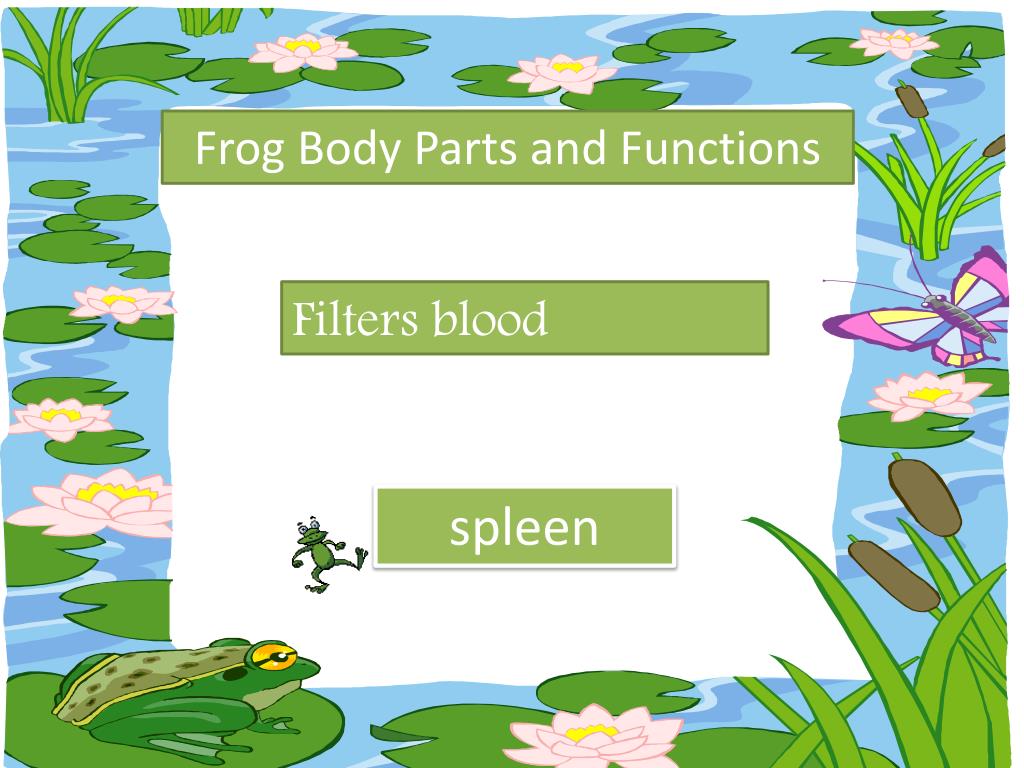 PPT HONORS REVIEW FROG, PERCH AND AMNIOTIC EGG PowerPoint