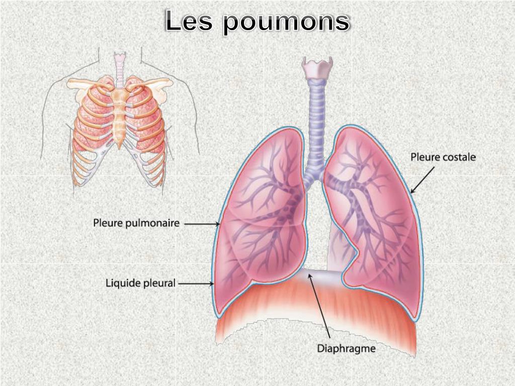 PPT PHYSIOLOGIE RESPIRATOIRE PowerPoint Presentation, free download